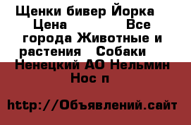 Щенки бивер Йорка  › Цена ­ 30 000 - Все города Животные и растения » Собаки   . Ненецкий АО,Нельмин Нос п.